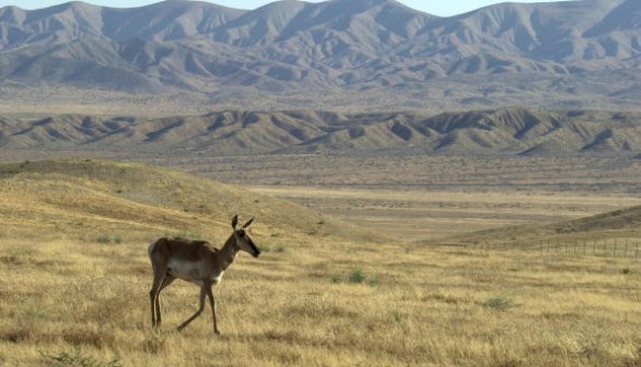 Grassland