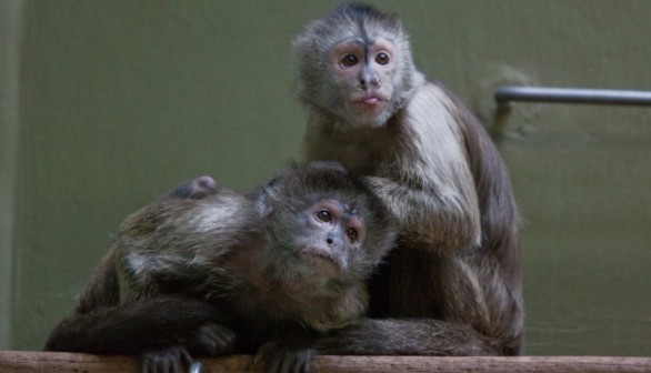 Study says primates have evolutionary history ringing in their ears.	 (Photo: Flickr) 