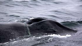 Entangled humpback whale with gillnet near its blowhole. 