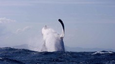 Humpback Whales