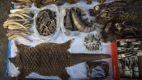 Pangolin skin 