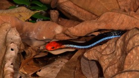 Blue Malayan Coral Snake from Singapore