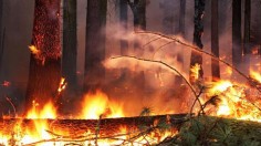 Downed timber burns near Yosemite National Park, California, in this U.S. Forest Service (USFS) handout picture taken September 1, 2013.