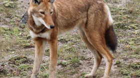 Ethiopian Wolf