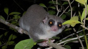 Fat-tailed Dwarf Lemur