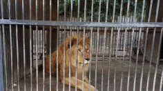 Lion Yerevan zoo park