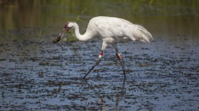 Whooping crane with freshwater mussel