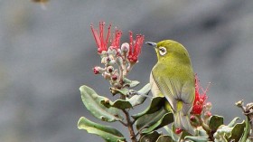 Hawaiian Honeycreepers