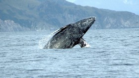 Gray whale (Eschrichtius robustus) breaching