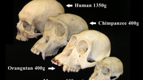 Primate skulls 