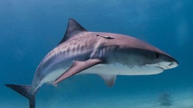 Tiger Shark 