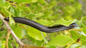 Black Portuguese millipede (Ommatoiulus moreletii)