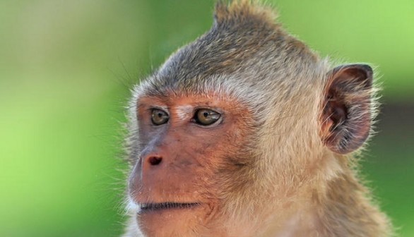 Rhesus monkey 