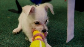 Dogs Identify Objects by Size not Shape