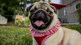 Pug