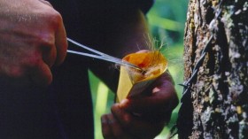 Collecting samples from wire attached to a bear rub tree 