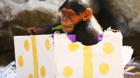 Animals Celebrate Christmas At Taronga Zoo