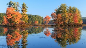 Maple and pine trees