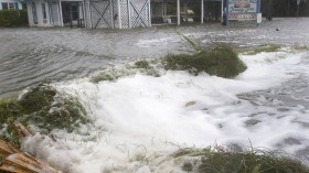 Florida seaweed 