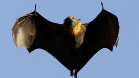 Grey-Headed Flying Foxes To Be Relocated From Royal Botanic Gardens