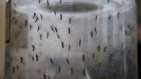 Brazil Faces New Health Epidemic As Mosquito-Borne Zika Virus Spreads Rapidly