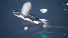 This photo is one of the very few images showing one or more humpback whales next to Antarctic sea ice or parts of former icebergs. The photo was made in January 2013 during an Weddell Sea expedition 