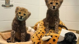 Cheetah cubs 