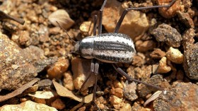 Namib Desert beetle