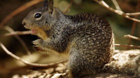 Ground Squirrels