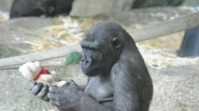 The gorilla Zuri is shown here, honing her skills at animal identification.