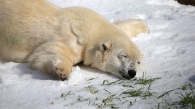 Polar Bears At San Francisco Zoo Get 10 Tons Of Fresh Snow