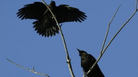 Crows