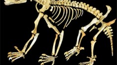 Nimbadon skeleton