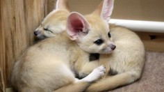 Sunshine International Aquarium Reveals Fennec Babies