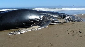 Dead humpback whale