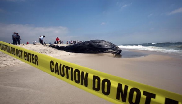 Washed off Humpback Whale