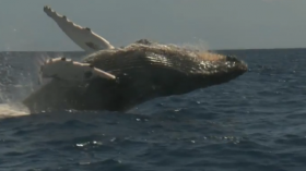 Humpback whale 