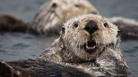 California Sea Otters