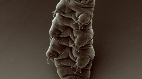 Adult tardigrade