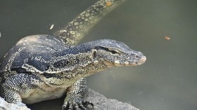 Monitor Lizard in Thailand