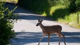 Deer Crossing the Road