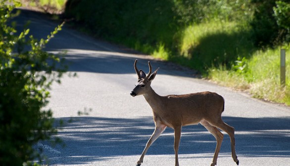 Deer Crossing the Road