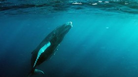 Humpback whale