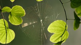 Spider silk