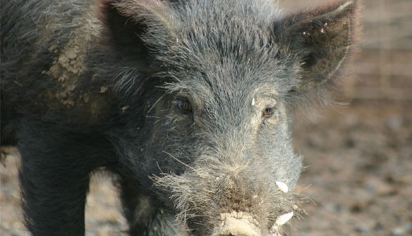 feral pig