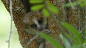 Gray Mouse Lemur