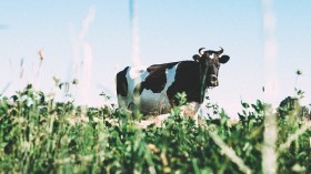 California to Regulate Cow Farts