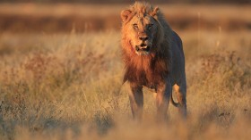 Lion at Gemsbokvlakte