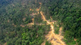 forest logging in Borneo 