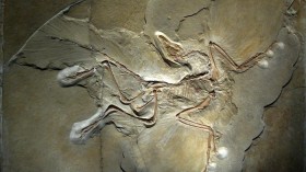 Archaeopteryx lithographica